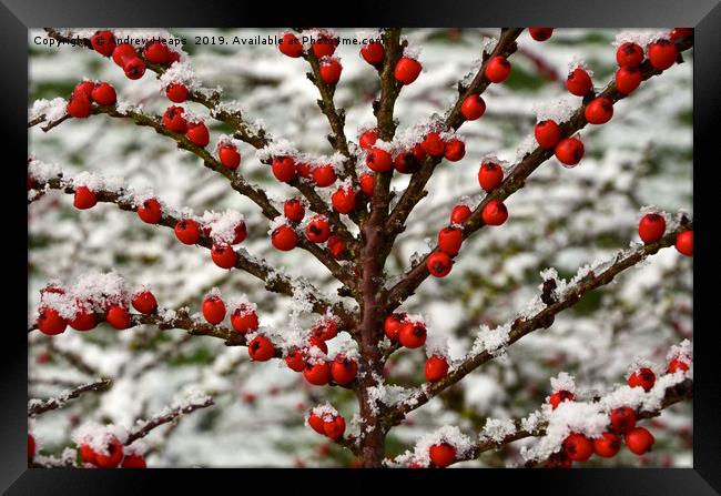 Red berry tree covered in snow. Framed Print by Andrew Heaps