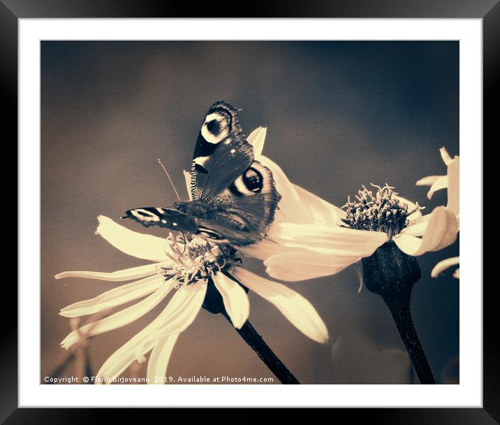 Arnica With Butterfly Bw Framed Mounted Print by Florin Birjoveanu