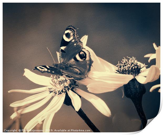 Arnica With Butterfly Bw Print by Florin Birjoveanu