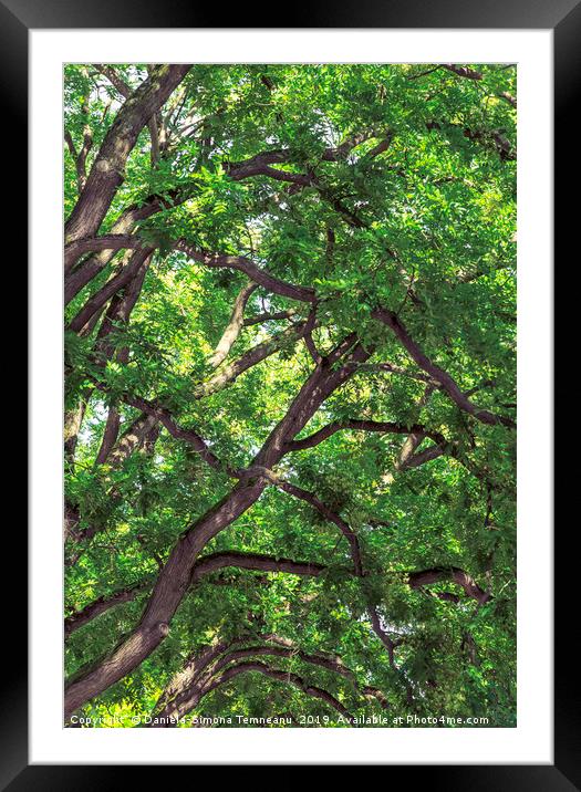 Tree branches and rich green foliage background Framed Mounted Print by Daniela Simona Temneanu