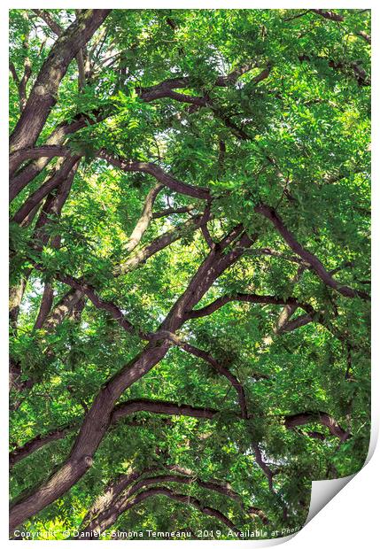 Tree branches and rich green foliage background Print by Daniela Simona Temneanu