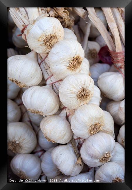A string of tied fresh garlic Framed Print by Chris Warren