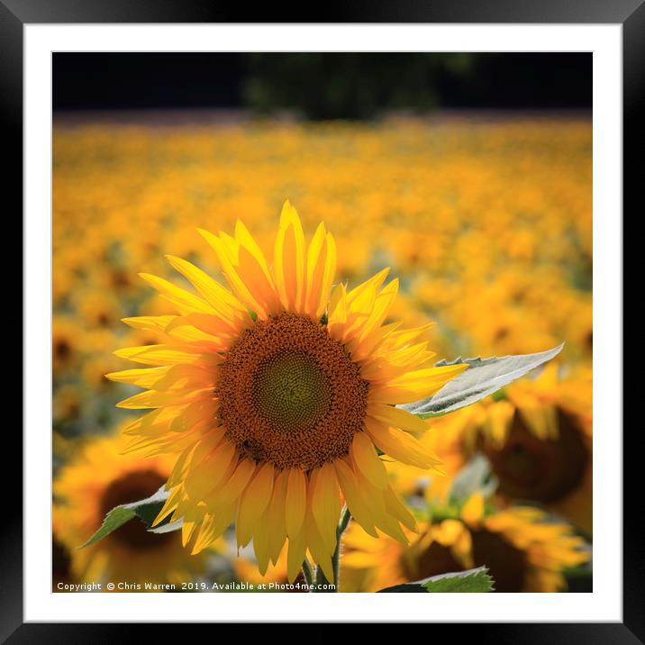 A field of sunflowers Framed Mounted Print by Chris Warren