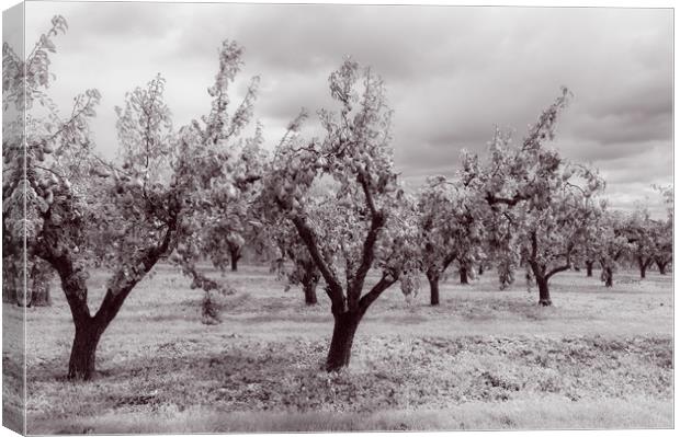 Worcestershire Pear Orchard Monochrome  Canvas Print by Linda Cooke