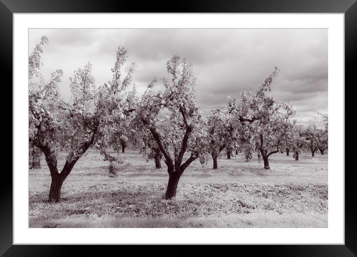 Worcestershire Pear Orchard Monochrome  Framed Mounted Print by Linda Cooke