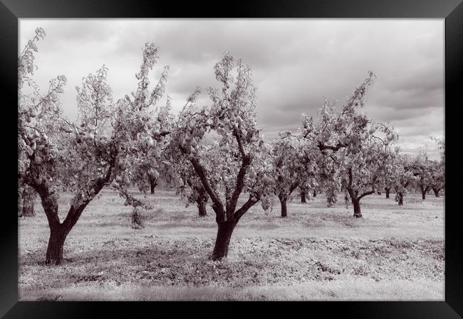 Worcestershire Pear Orchard Monochrome  Framed Print by Linda Cooke