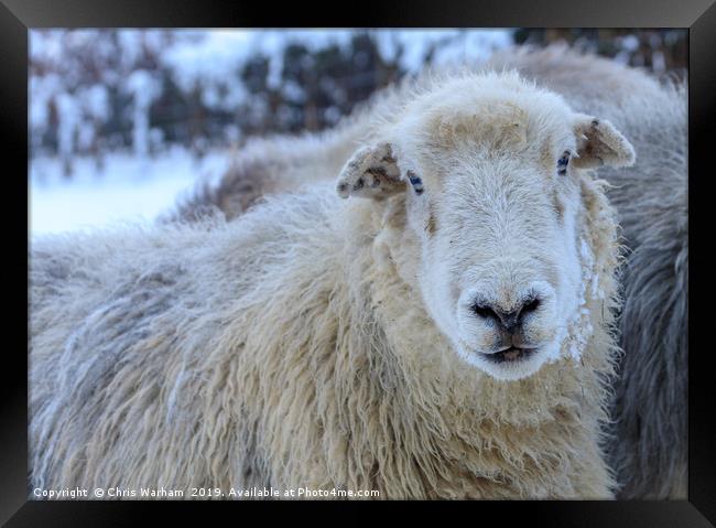 Herdwick Sheep in the snow Framed Print by Chris Warham