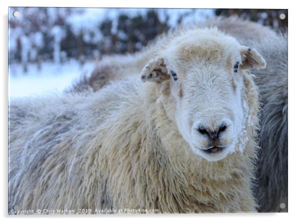 Herdwick Sheep in the snow Acrylic by Chris Warham