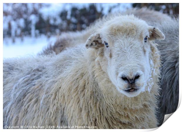 Herdwick Sheep in the snow Print by Chris Warham