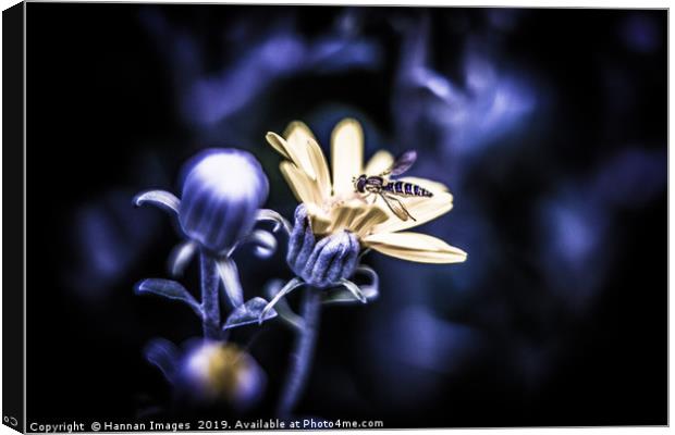 The wasp and the flower Canvas Print by Hannan Images