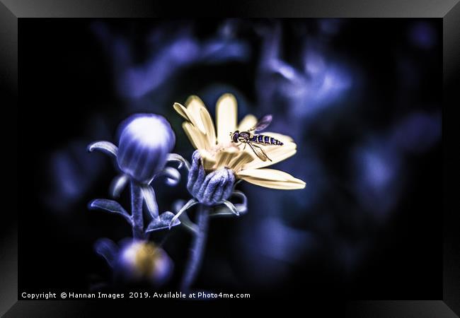 The wasp and the flower Framed Print by Hannan Images