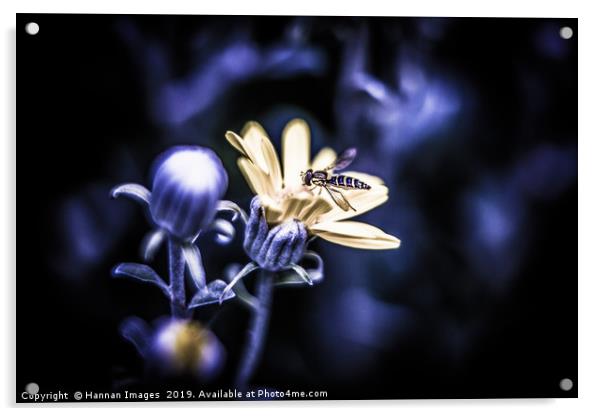 The wasp and the flower Acrylic by Hannan Images
