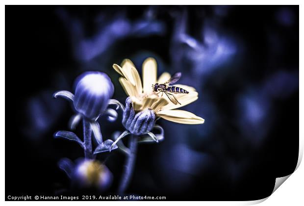The wasp and the flower Print by Hannan Images