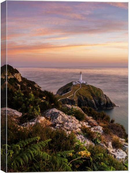 South Stack  Canvas Print by Daniel kenealy