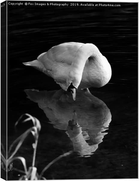 Mute swan on the lake Canvas Print by Derrick Fox Lomax