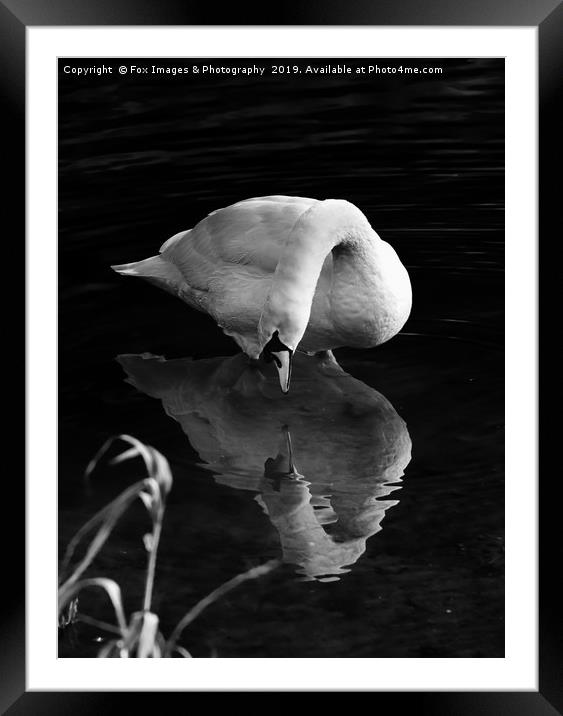 Mute swan on the lake Framed Mounted Print by Derrick Fox Lomax
