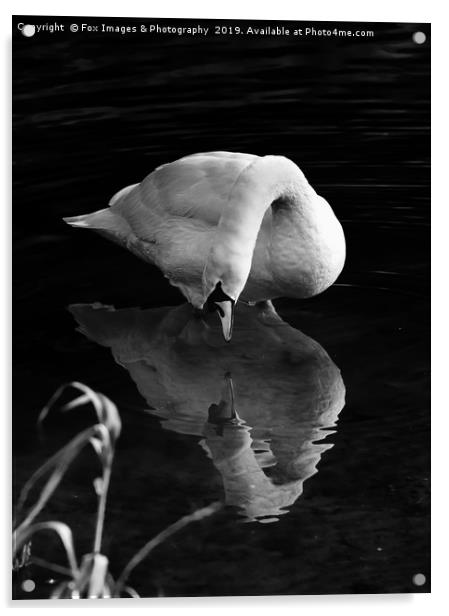 Mute swan on the lake Acrylic by Derrick Fox Lomax