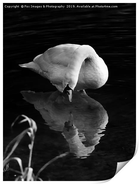 Mute swan on the lake Print by Derrick Fox Lomax