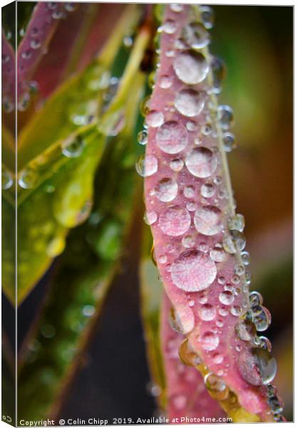 Droplets Canvas Print by Colin Chipp