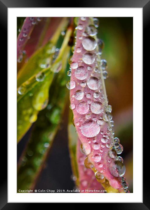 Droplets Framed Mounted Print by Colin Chipp