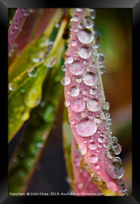 Droplets Framed Print by Colin Chipp