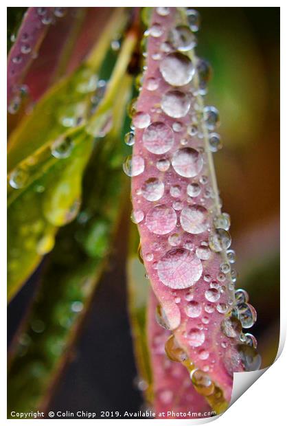 Droplets Print by Colin Chipp