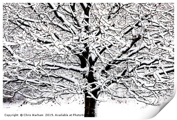 Tree with snow - black and white high contrast Print by Chris Warham