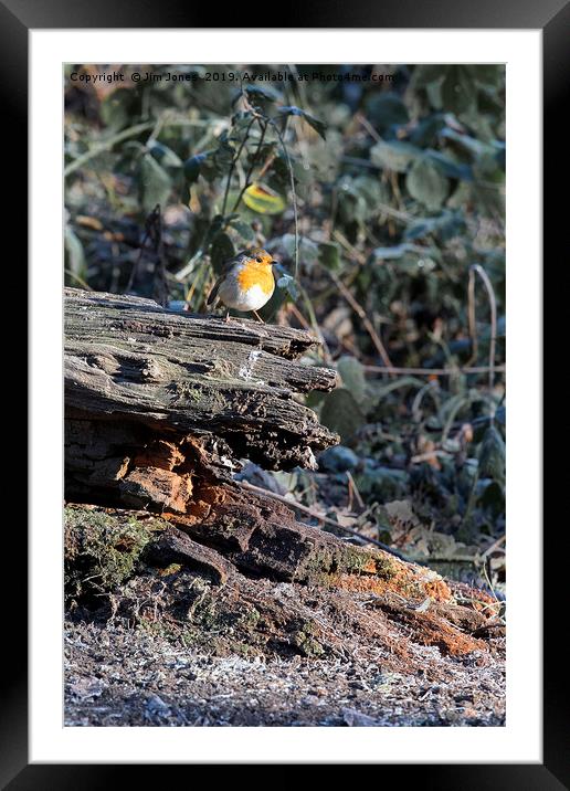 Robin in winter sunshine Framed Mounted Print by Jim Jones