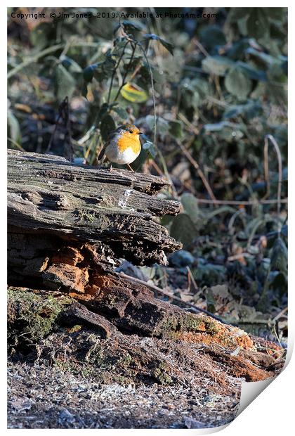 Robin in winter sunshine Print by Jim Jones
