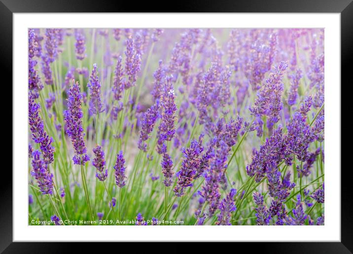 Lavender Framed Mounted Print by Chris Warren