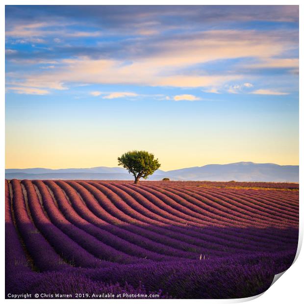 Lavender fields in the early morning France Print by Chris Warren