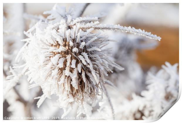 Winter frost on a garden thistle Print by Simon Bratt LRPS