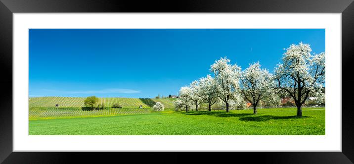 Spring Will Surely Come Framed Mounted Print by DiFigiano Photography