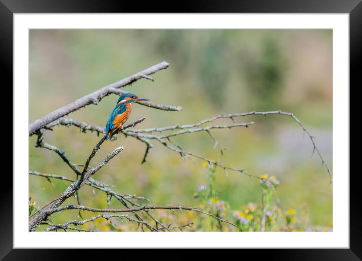 Kingfisher Framed Mounted Print by David Martin