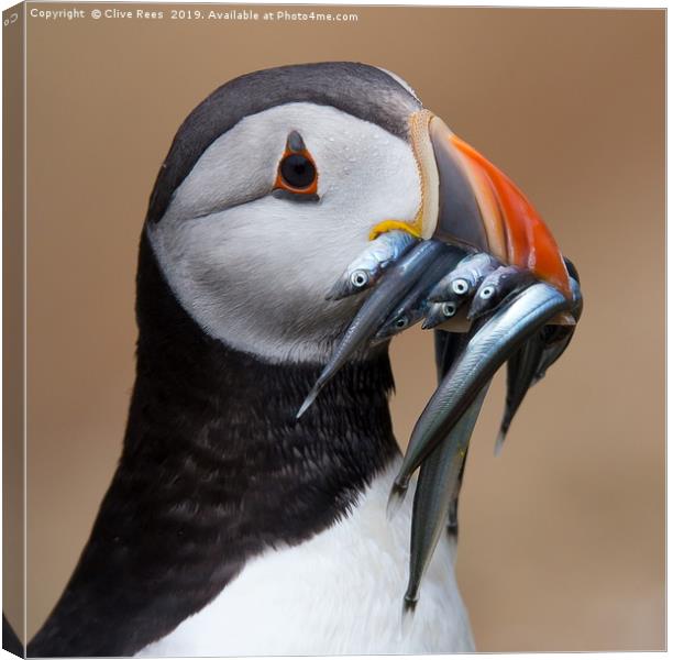 Puffin Canvas Print by Clive Rees