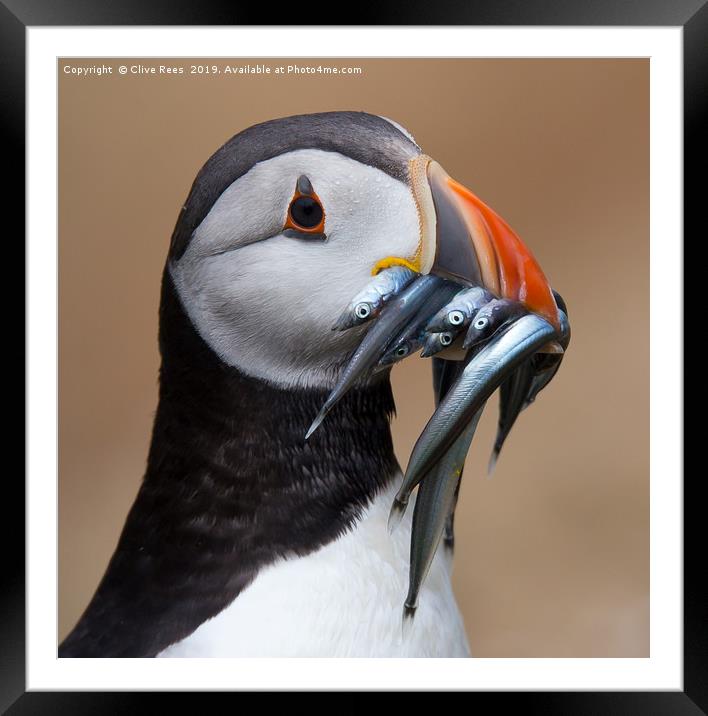 Puffin Framed Mounted Print by Clive Rees