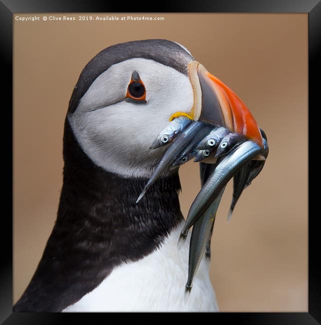 Puffin Framed Print by Clive Rees