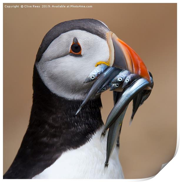 Puffin Print by Clive Rees