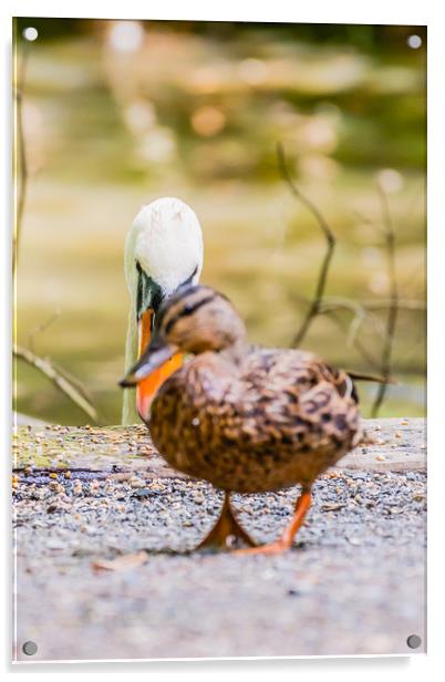 Walk on Mr Duck... Acrylic by David Martin