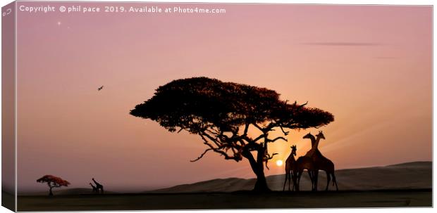 Giraffes at Sunset Canvas Print by phil pace