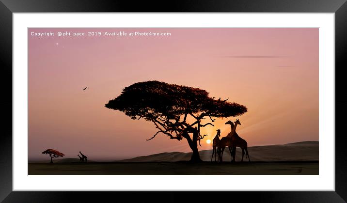 Giraffes at Sunset Framed Mounted Print by phil pace