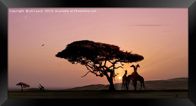 Giraffes at Sunset Framed Print by phil pace