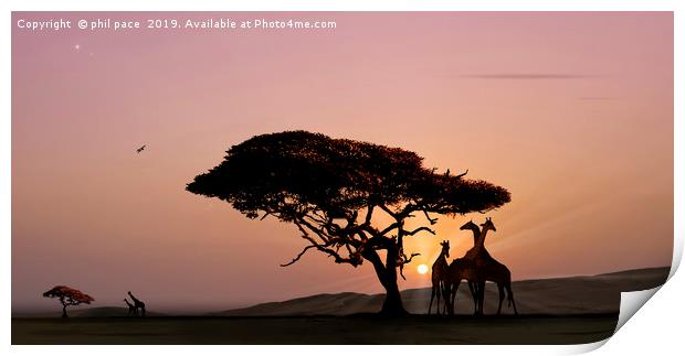 Giraffes at Sunset Print by phil pace