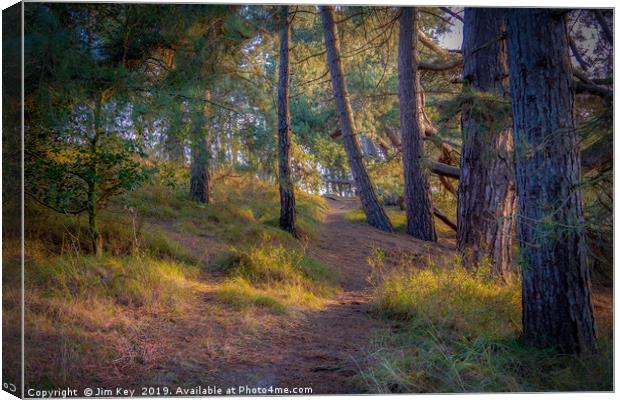 A Serene Walk Through Norfolks Pine Woods Canvas Print by Jim Key