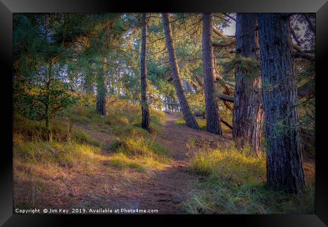 A Serene Walk Through Norfolks Pine Woods Framed Print by Jim Key