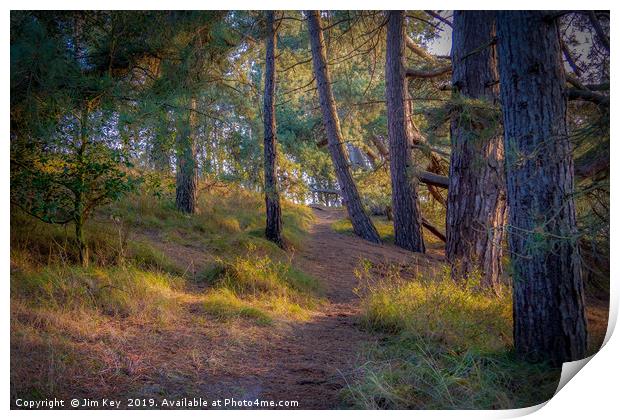 A Serene Walk Through Norfolks Pine Woods Print by Jim Key