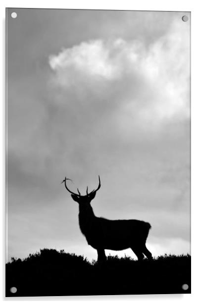Stag Silhouette  Acrylic by Macrae Images