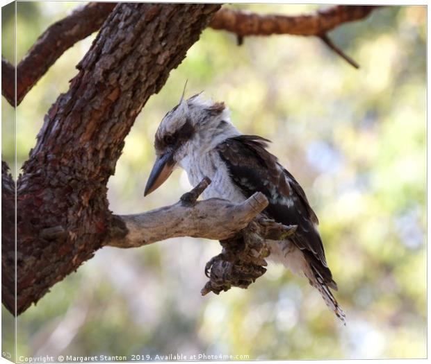 Kookaburra sits  Canvas Print by Margaret Stanton