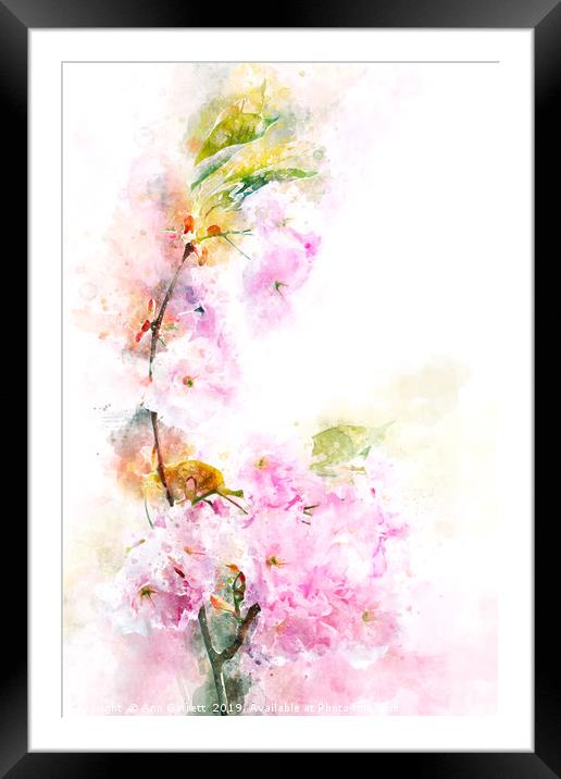 Cherry Blossom Framed Mounted Print by Ann Garrett
