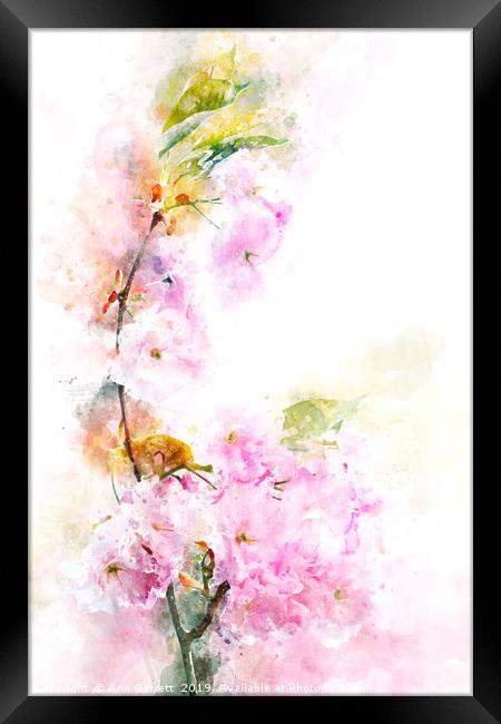 Cherry Blossom Framed Print by Ann Garrett